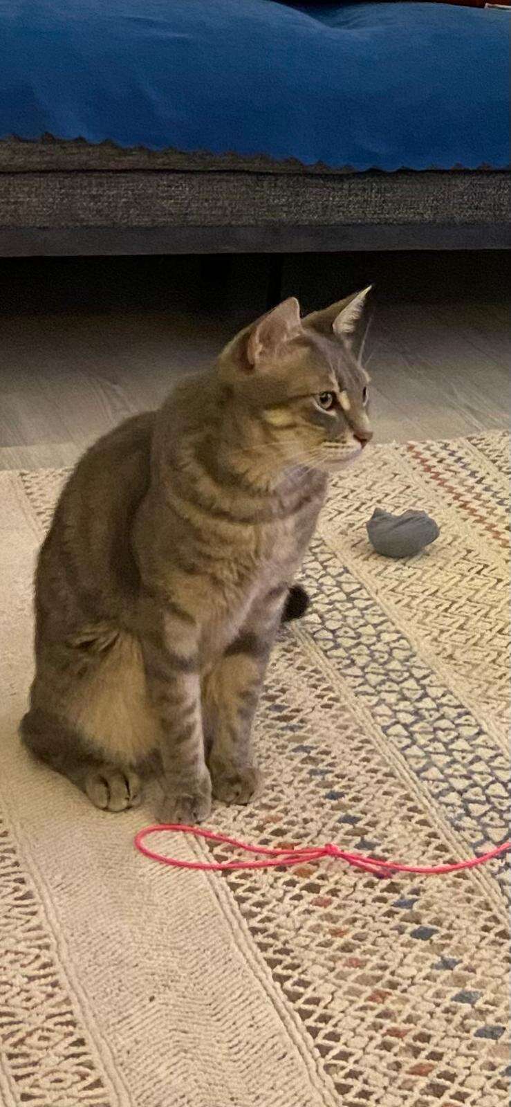 Menteşe’de Kayıp Kedi İçin 20 Bin TL Ödül Verilecek 4